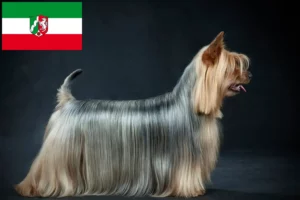 Scopri di più sull'articolo Allevatori e cuccioli di Australian Silky Terrier in Nord Reno-Westfalia