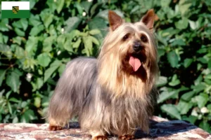 Scopri di più sull'articolo Allevatori di Australian Silky Terrier e cuccioli in Sassonia