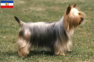 Scopri di più sull'articolo Allevatori e cuccioli di Australian Silky Terrier in Schleswig-Holstein
