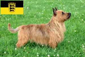 Scopri di più sull'articolo Allevatori di Australian Terrier e cuccioli in Baden-Württemberg