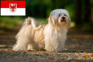 Scopri di più sull'articolo Allevatori e cuccioli di Havanese in Brandeburgo
