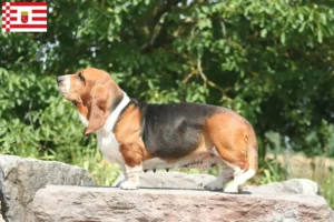 Scopri di più sull'articolo Allevamenti di Basset Hound e cuccioli a Brema