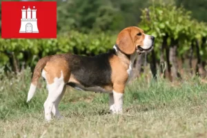 Scopri di più sull'articolo Allevatori di Beagle e cuccioli a Amburgo