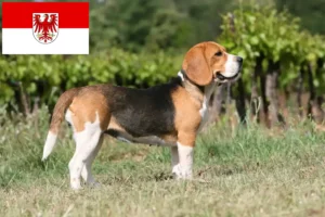 Scopri di più sull'articolo Allevatori di Beagle e cuccioli a Brandenburg