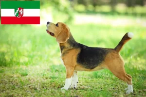 Scopri di più sull'articolo Allevatori di Beagle e cuccioli in Nord Reno-Westfalia