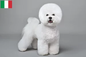 Scopri di più sull'articolo Allevatori di Bichon Frisé e cuccioli in Italia