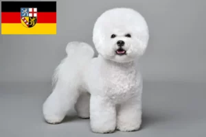 Scopri di più sull'articolo Allevatori di Bichon Frisé e cuccioli in Saarland