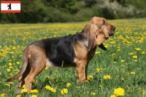 Scopri di più sull'articolo Allevamenti e cuccioli di Bloodhound a Berlino