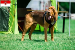 Scopri di più sull'articolo Allevatori di Bloodhound e cuccioli a Brandenburg