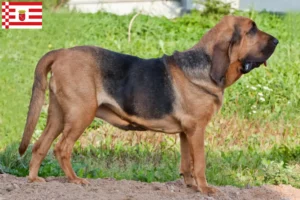 Scopri di più sull'articolo Allevatori di Bloodhound e cuccioli a Brema