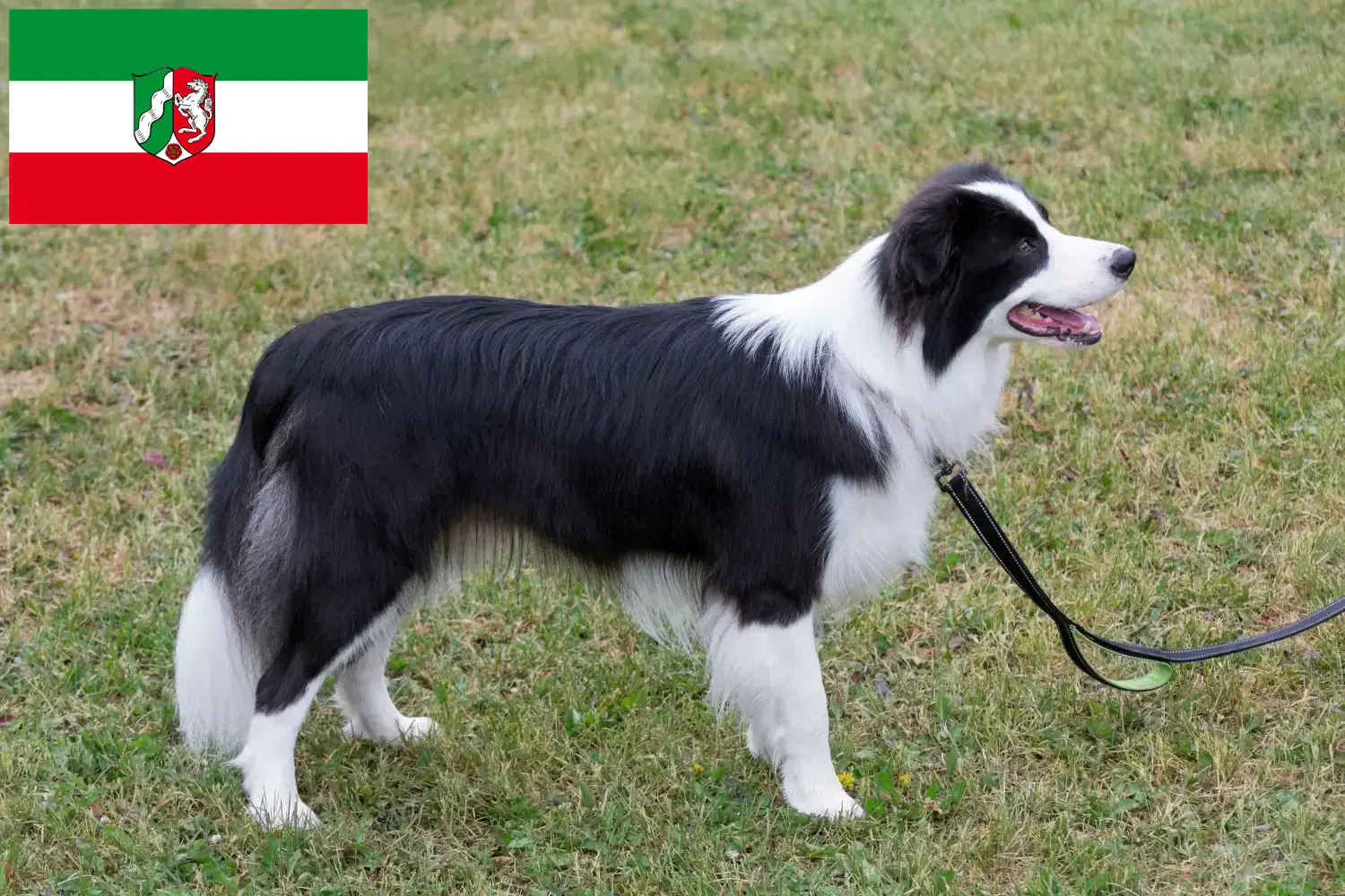 Cuccioli di Border Collie e allevatori della Renania Settentrionale-Vestfalia Qui potete trovare allevatori di Border Collie in Nord Reno-Westfalia.