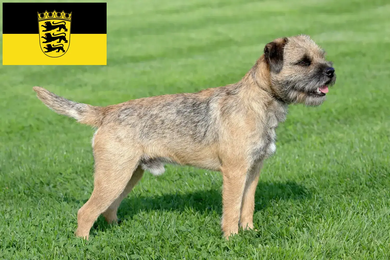 Scopri di più sull'articolo Allevatori e cuccioli di Border Terrier in Baden-Württemberg