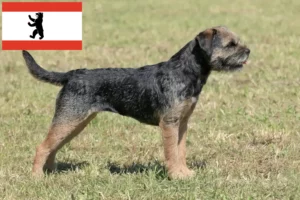 Scopri di più sull'articolo Allevatori di Border Terrier e cuccioli a Berlino