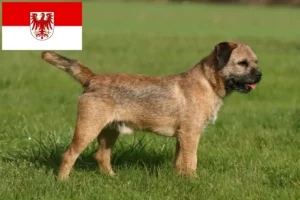 Scopri di più sull'articolo Allevatori di Border Terrier e cuccioli in Brandeburgo