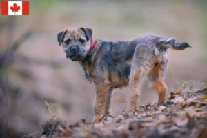 Scopri di più sull'articolo Allevatori di Border Terrier e cuccioli in Canada