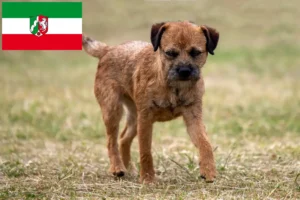 Scopri di più sull'articolo Allevatori di Border Terrier e cuccioli in Nord Reno-Westfalia