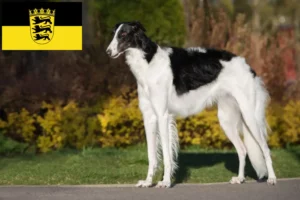 Scopri di più sull'articolo Allevatori di Borzoi e cuccioli in Baden-Württemberg