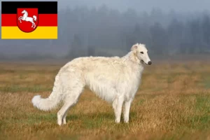 Scopri di più sull'articolo Allevatori di Borzoi e cuccioli in Bassa Sassonia