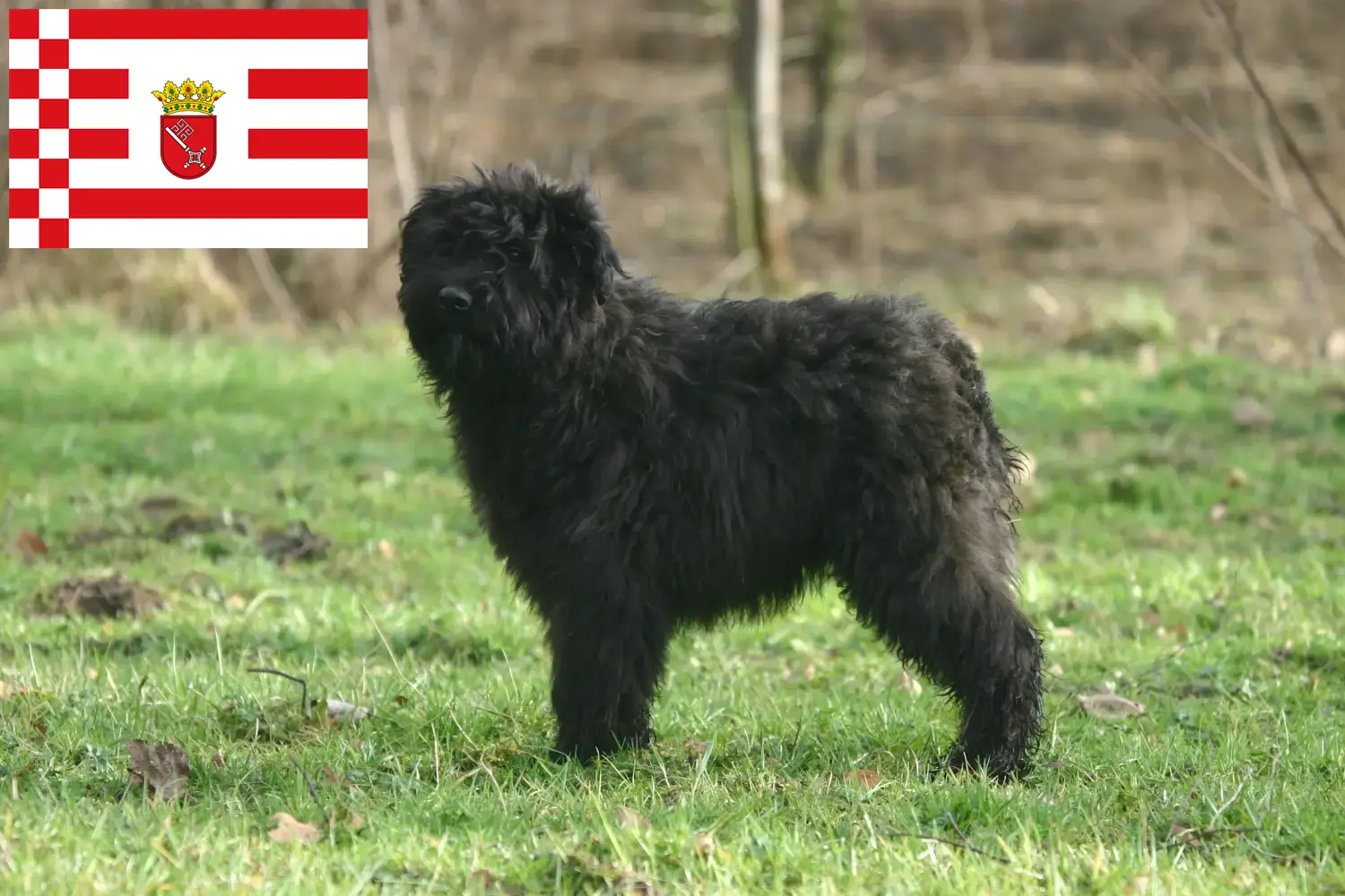 Cuccioli di Bouvier des Flandres e allevatori di Brema Qui troverete gli allevatori di Bouvier des Flandres a Brema.