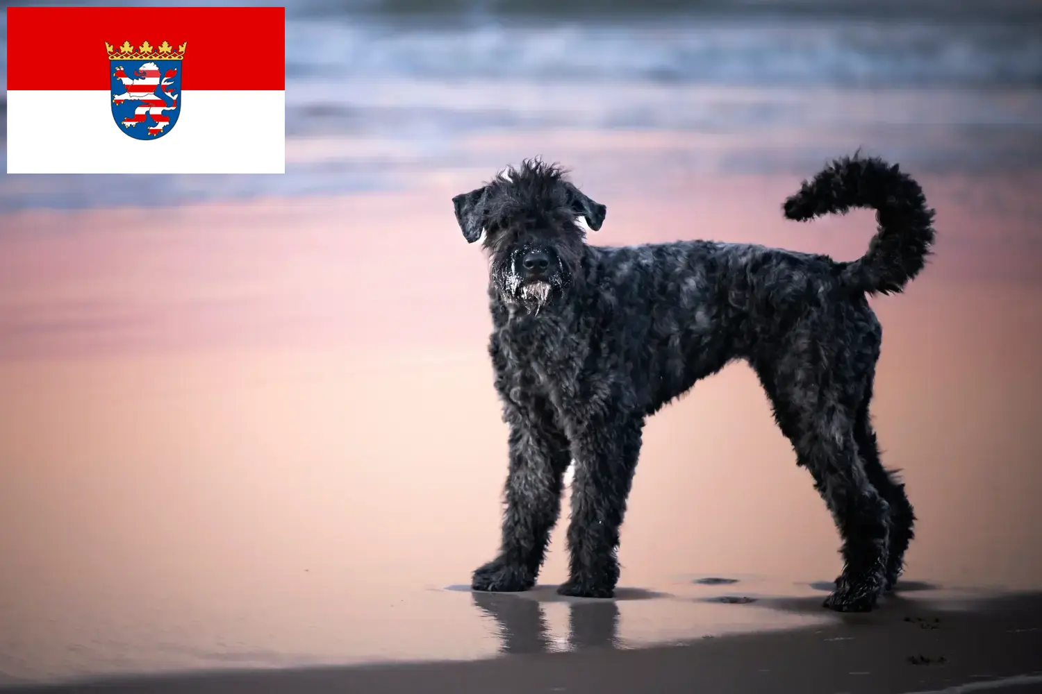Cuccioli di Bouvier des Flandres e allevatori Hessen Qui troverete gli allevatori di Bouvier des Flandres in Assia.