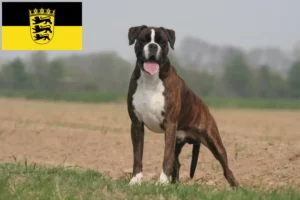 Scopri di più sull'articolo Allevatori di Boxer e cuccioli in Baden-Württemberg