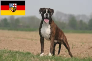 Scopri di più sull'articolo Allevatori di Boxer e cuccioli in Saarland