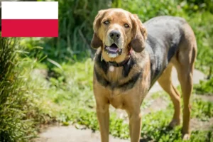 Scopri di più sull'articolo Allevatori di Bracke polacchi e cuccioli in Polonia