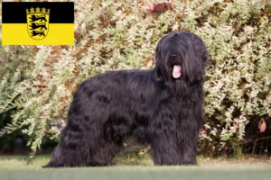 Scopri di più sull'articolo Allevatori di Briard e cuccioli in Baden-Württemberg