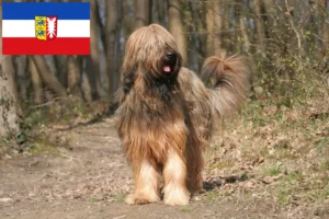Scopri di più sull'articolo Allevatori di Briard e cuccioli in Schleswig-Holstein