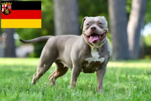Scopri di più sull'articolo Allevatori di Bulldog Americani e cuccioli in Renania-Palatinato