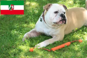 Scopri di più sull'articolo Allevatori di Bulldog Continentali e cuccioli in Nord Reno-Westfalia