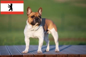 Scopri di più sull'articolo Allevatori di Bulldog Francesi e cuccioli a Berlino