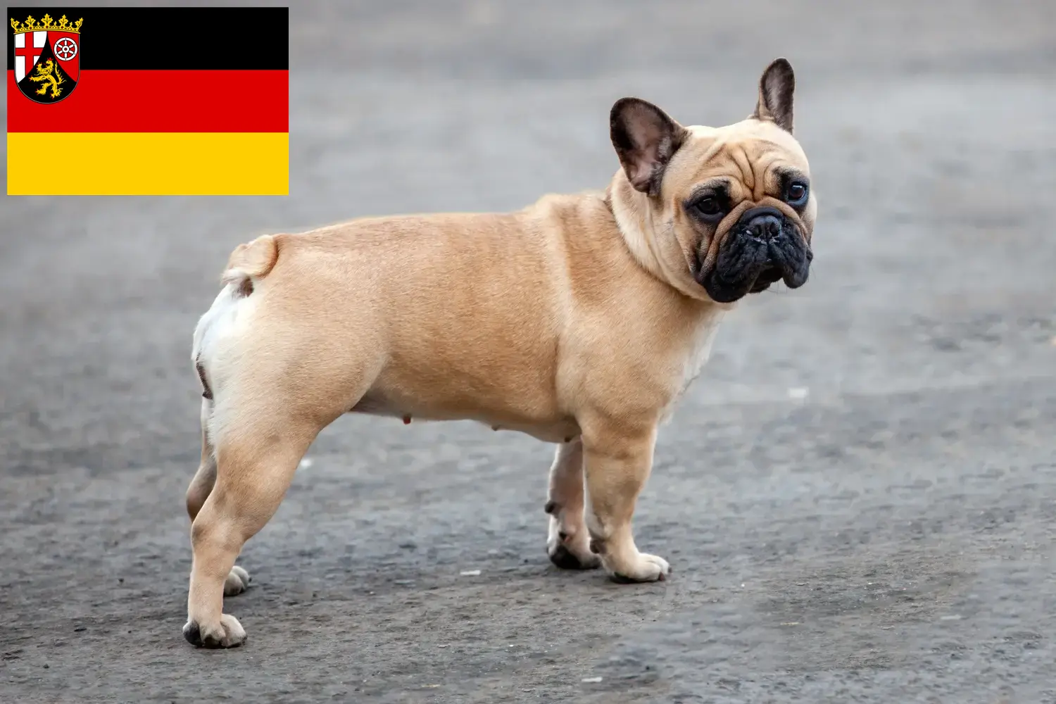 Scopri di più sull'articolo Allevatori di Bulldog Francese e cuccioli in Renania-Palatinato