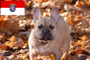 Scopri di più sull'articolo Allevatori di Bulldog francesi e cuccioli in Hessen