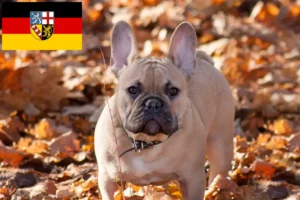 Scopri di più sull'articolo Allevatori di Bulldog francesi e cuccioli in Saarland