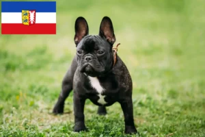 Scopri di più sull'articolo Allevatori di Bulldog Francesi e cuccioli in Schleswig-Holstein