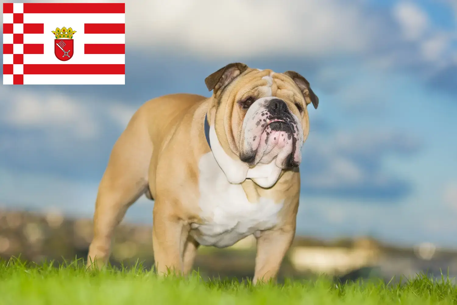 Cuccioli di Bulldog inglese e allevatore Bremen Qui potete trovare allevatori di Bulldog inglese a Brema.