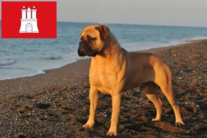 Scopri di più sull'articolo Allevatori di Bullmastiff e cuccioli a Amburgo