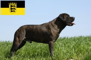 Scopri di più sull'articolo Allevatori di Bullmastiff e cuccioli in Baden-Württemberg