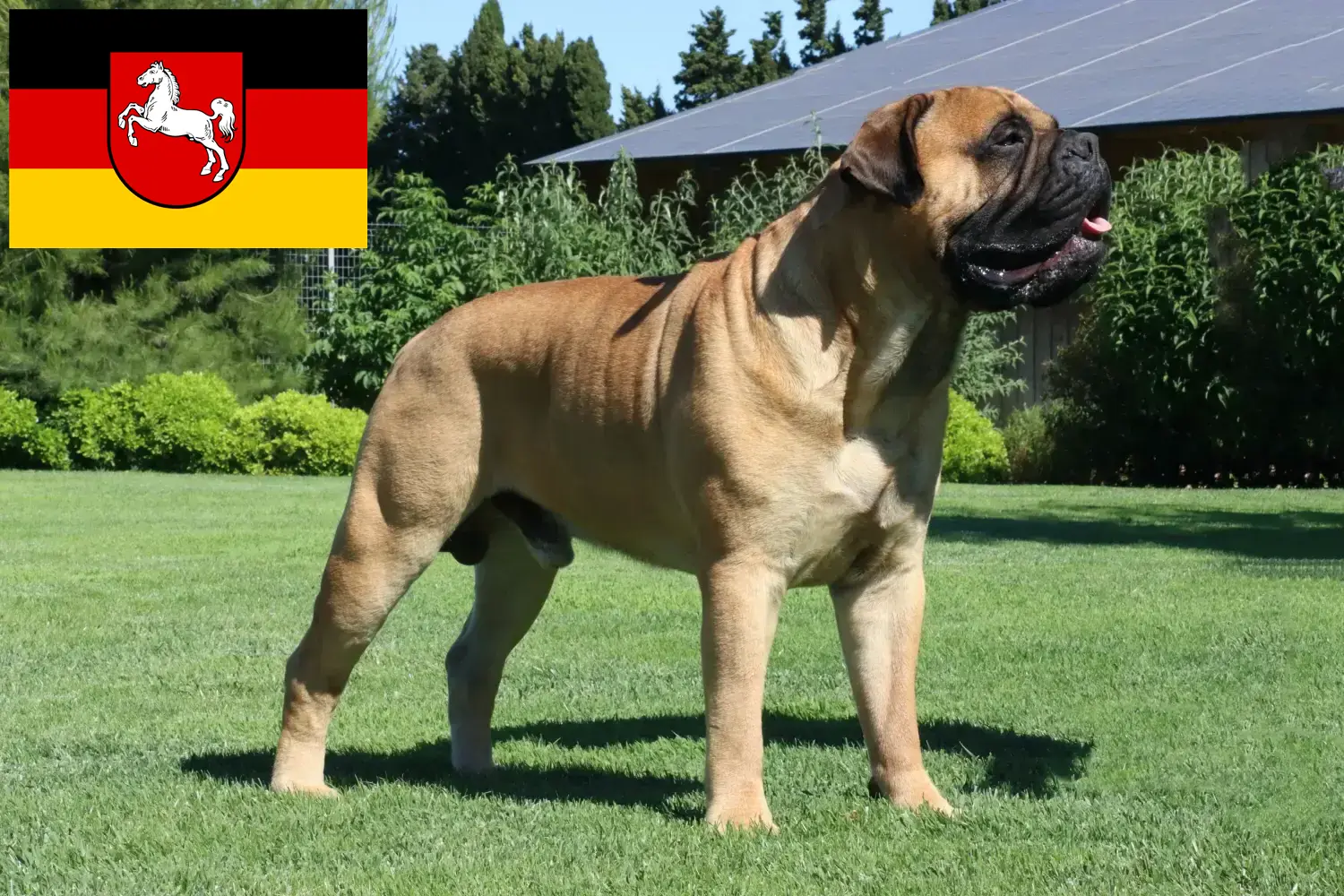 Cuccioli di Bullmastiff e allevatori Bassa Sassonia Qui potete trovare allevatori di Bullmastiff in Bassa Sassonia.