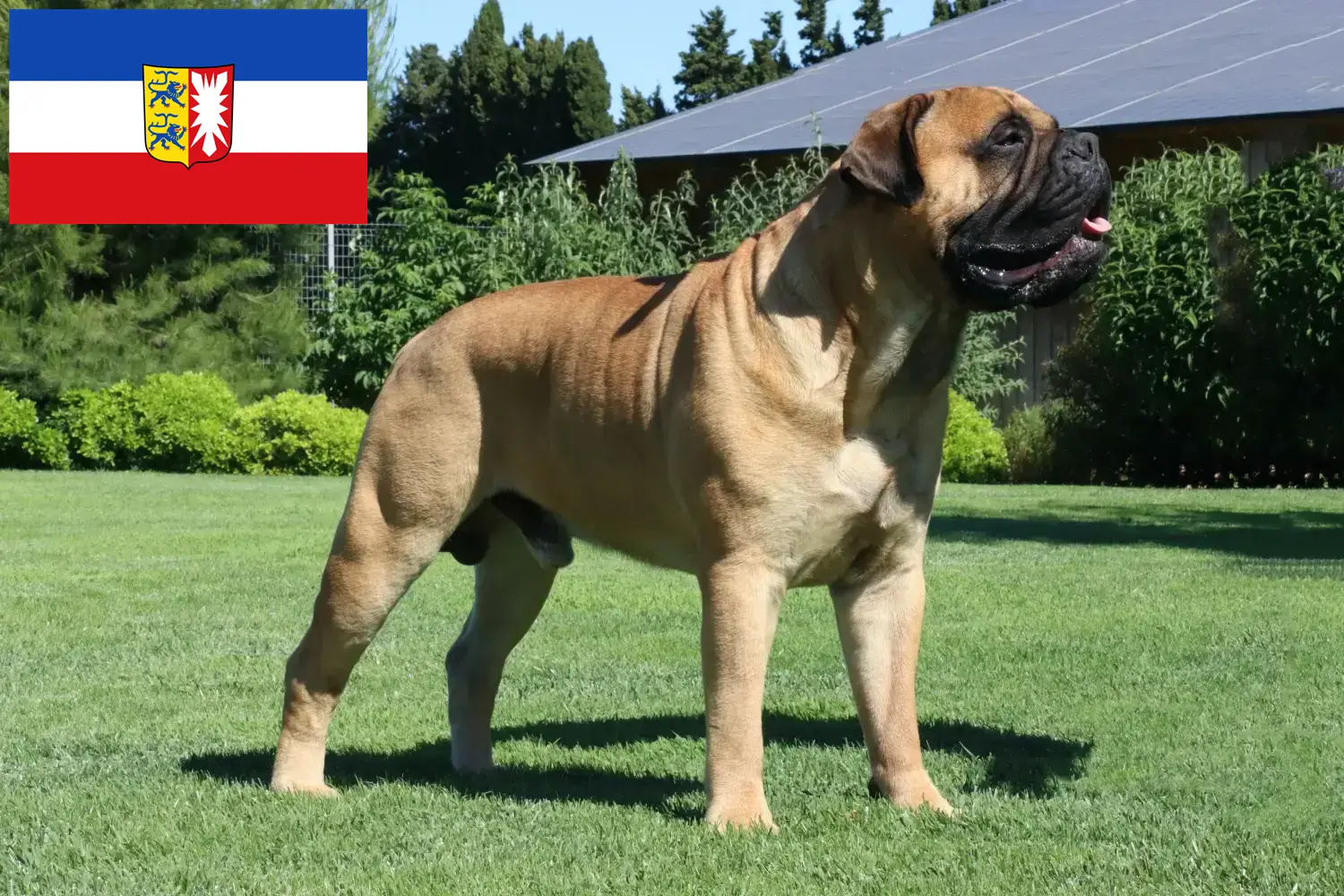 Scopri di più sull'articolo Allevatori di Bullmastiff e cuccioli in Schleswig-Holstein
