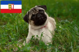 Scopri di più sull'articolo Allevatori di carlini e cuccioli in Schleswig-Holstein