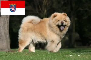 Scopri di più sull'articolo Allevatori di Chow-Chow e cuccioli in Hessen
