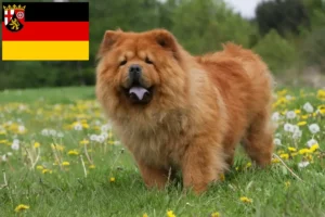 Scopri di più sull'articolo Allevatori di Chow-Chow e cuccioli in Renania-Palatinato