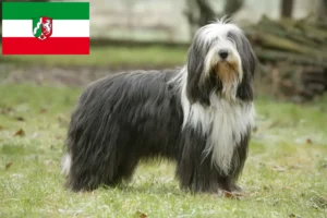 Scopri di più sull'articolo Allevatori di Collie Barbuti e cuccioli in Nord Reno-Westfalia