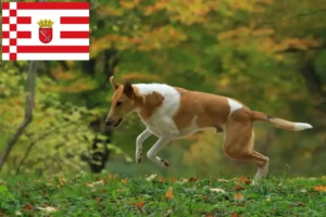 Scopri di più sull'articolo Allevatori di Collie e cuccioli a Brema