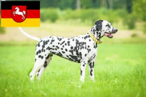Scopri di più sull'articolo Allevatori e cuccioli di Dalmata in Bassa Sassonia