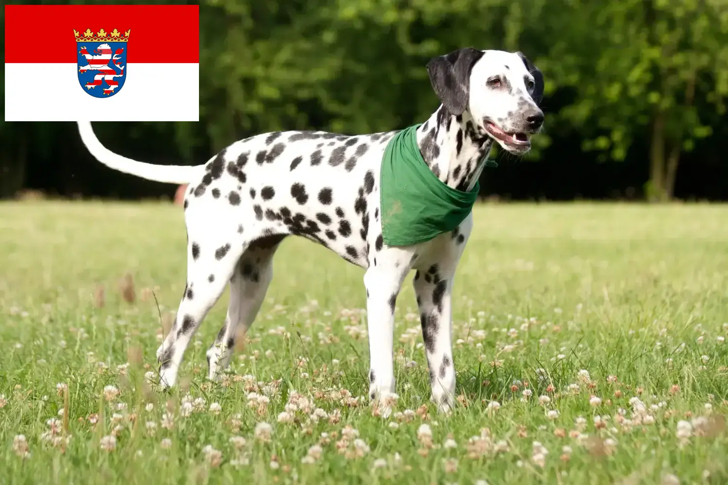 Cuccioli di Dalmata e allevatori Hessen Qui potete trovare allevatori di Dalmata in Assia.