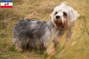 Scopri di più sull'articolo Allevatori di Dandie Dinmont Terrier e cuccioli in Meclemburgo-Pomerania Anteriore