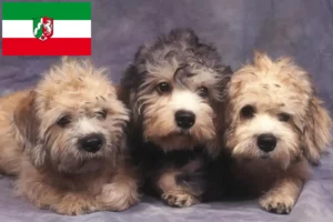 Scopri di più sull'articolo Allevatori di Dandie Dinmont Terrier e cuccioli in Nord Reno-Westfalia